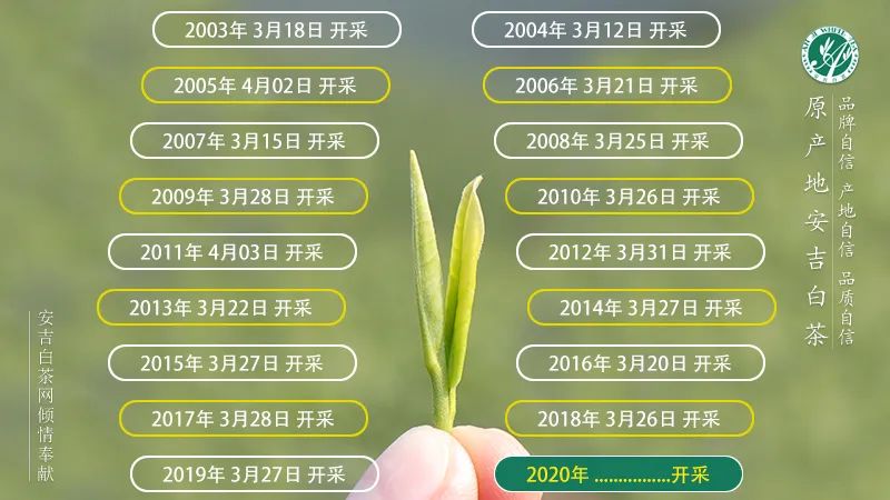 安吉珍稀白茶_珍稀安吉白茶多少钱一斤_正宗安吉珍稀白茶