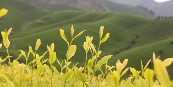 正宗安吉珍稀白茶_安吉珍稀白茶_珍稀安吉白茶多少钱一斤