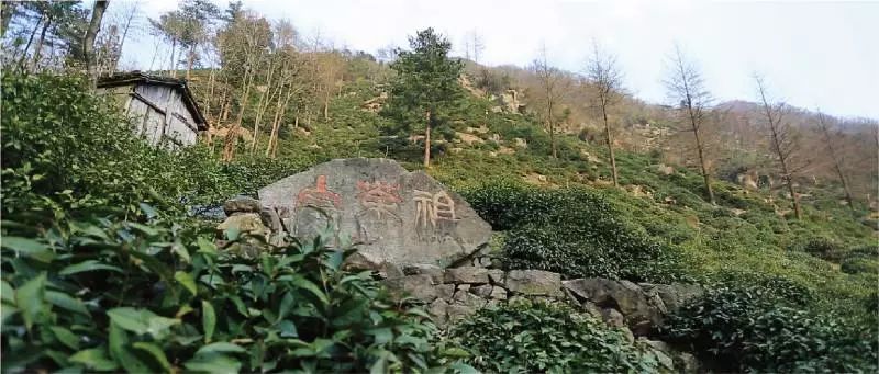 珍稀安吉白茶多少钱一斤_安吉珍稀白茶_正宗安吉珍稀白茶