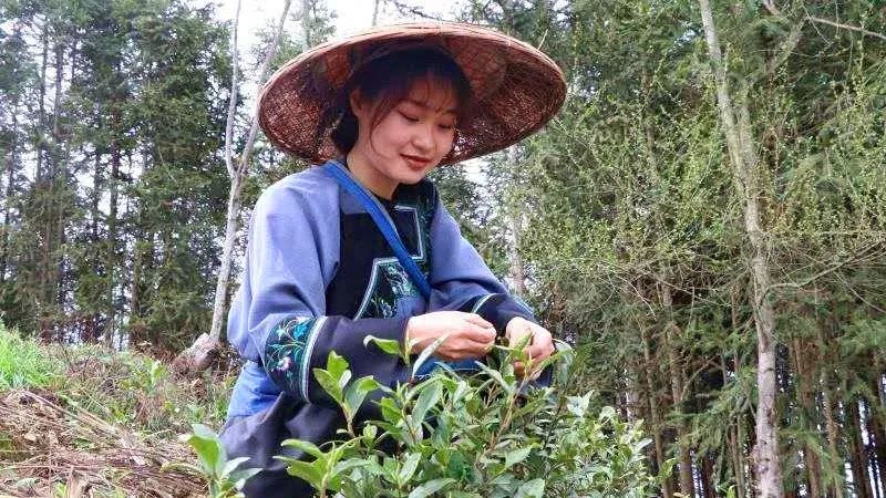 安吉白茶苗多少钱一颗_安吉白茶 茶苗_安吉白茶茶的功效