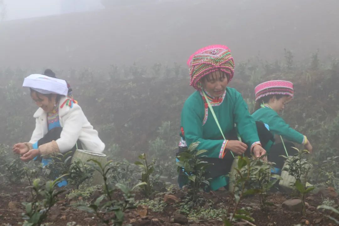 安吉白茶 茶苗_安吉白茶苗多少钱一颗_浙江安吉白茶苗
