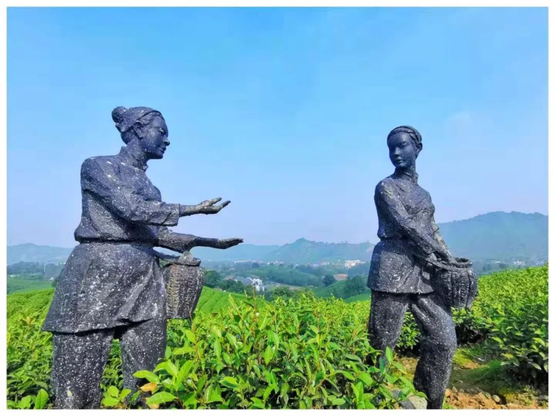 安吉白茶苗多少钱一颗_安吉白茶 茶苗_浙江安吉白茶苗