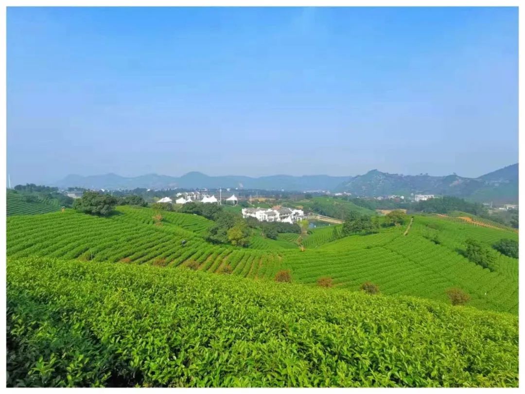浙江安吉白茶苗_安吉白茶苗多少钱一颗_安吉白茶 茶苗