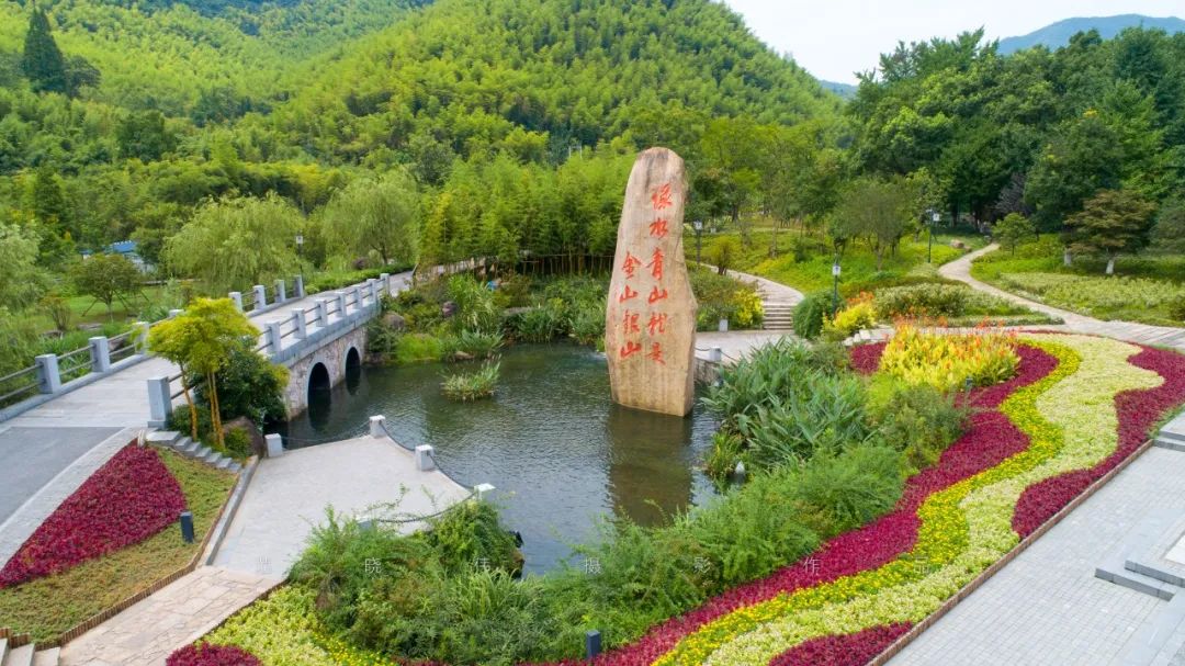 浙江安吉白茶苗_安吉白茶 茶苗_安吉白茶苗多少钱一颗