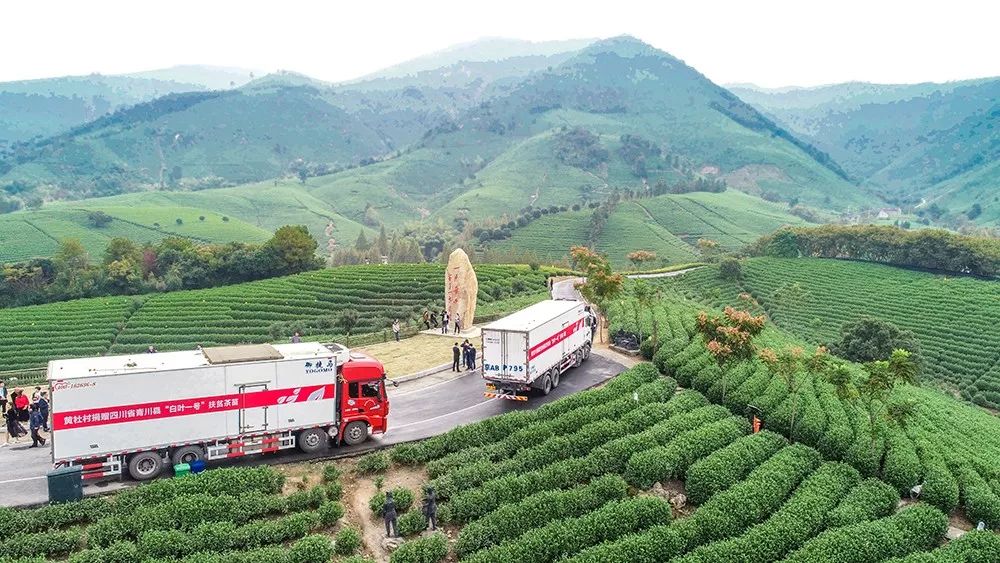 安吉白茶苗多少钱一颗_浙江安吉白茶苗_安吉白茶 茶苗