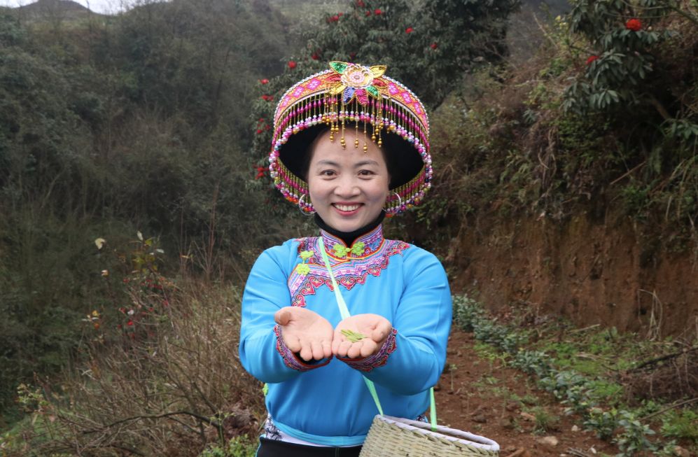 安吉白茶 茶苗_安吉白茶苗多少钱一颗_浙江安吉白茶苗