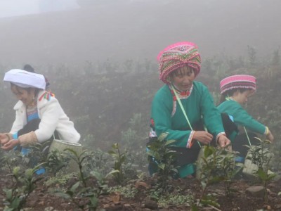 安吉白茶 茶苗 习近平总书记对贫困地区捐赠白茶苗一事作出重要指示