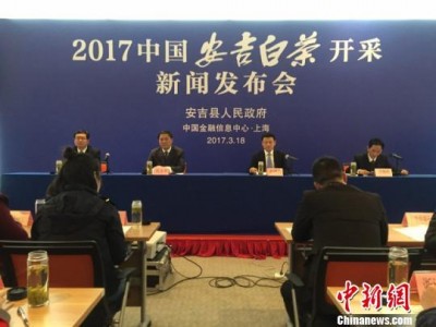 2017年安吉白茶开采新闻发布会将有30%茶园进入采摘期