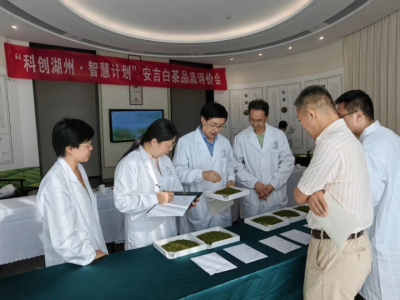 安吉白茶品质提升分析交流会助力安吉茶产业发展