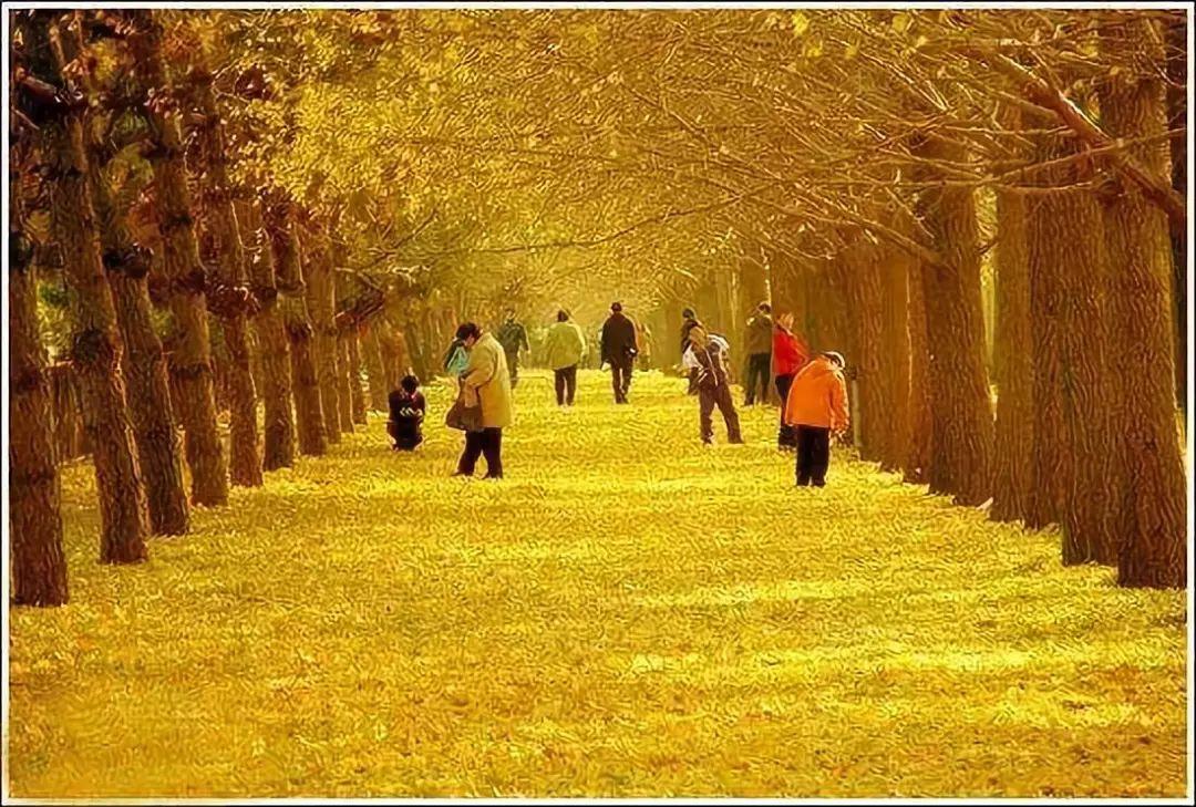 安吉竹林农家乐_安吉竹乡森林公园门票_安吉竹乡国家森林公园怎么样