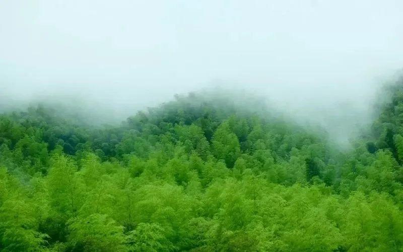 安吉旅游1日必去的景点_安吉旅游价格_安吉假日旅游