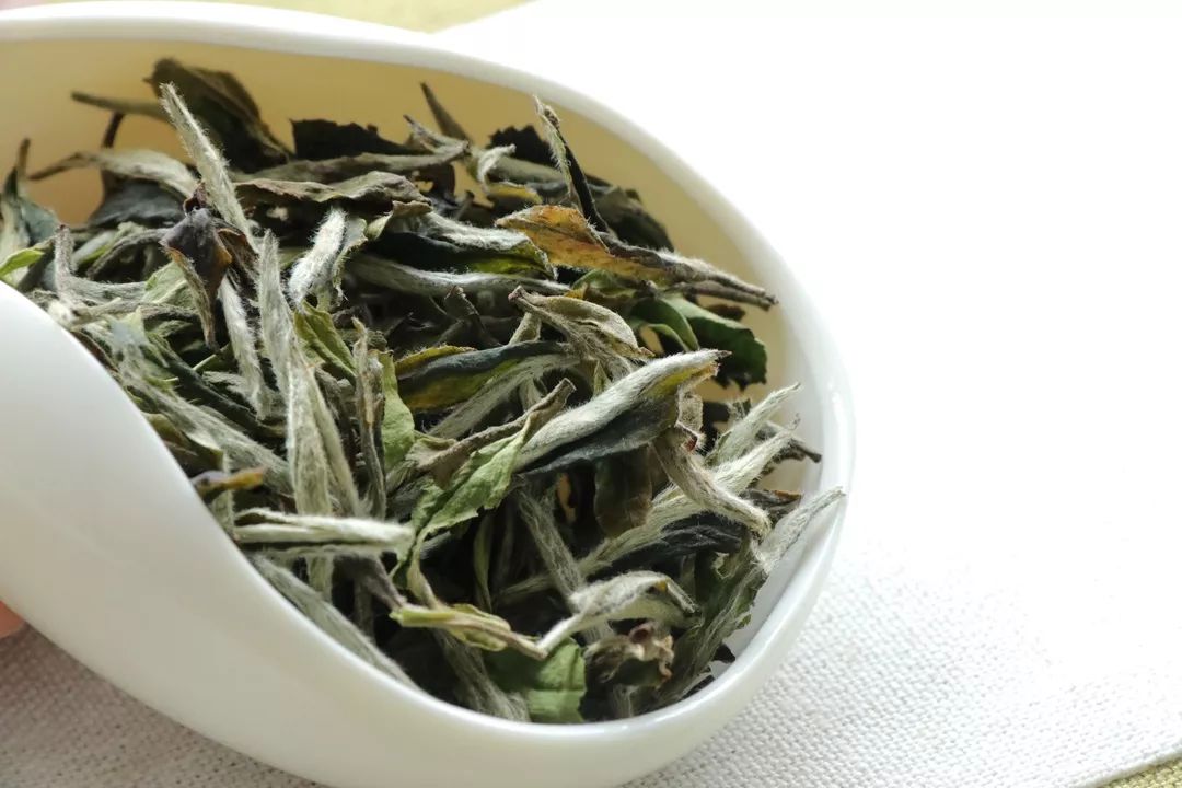 安吉白茶的特点_安吉白茶三大特点_安吉白茶特点白茶的香气