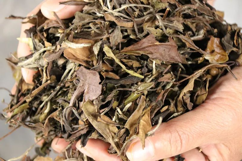 安吉白茶特点白茶的香气_安吉白茶三大特点_安吉白茶的特点