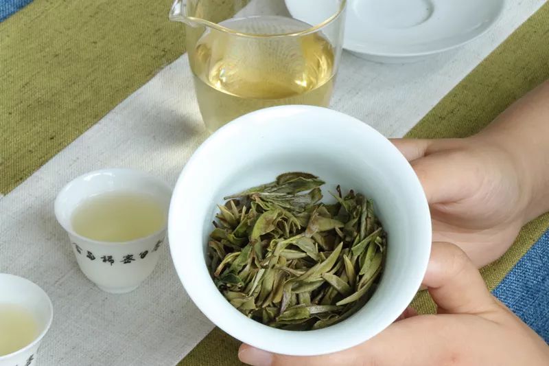 安吉白茶特点白茶的香气_安吉白茶的特点_安吉白茶三大特点