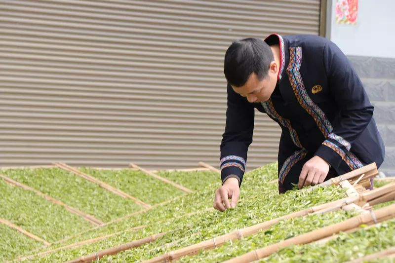 安吉白茶特点白茶的香气_安吉白茶三大特点_安吉白茶的特点