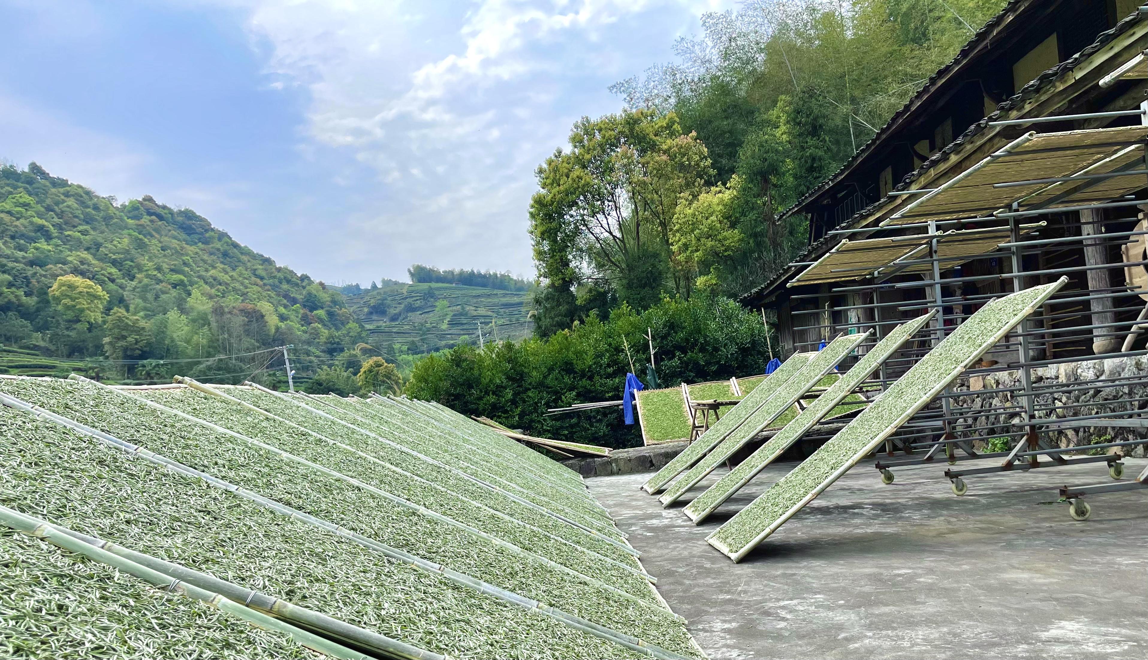 安吉白茶与白茶_安吉白茶和白茶的区别_白茶安吉