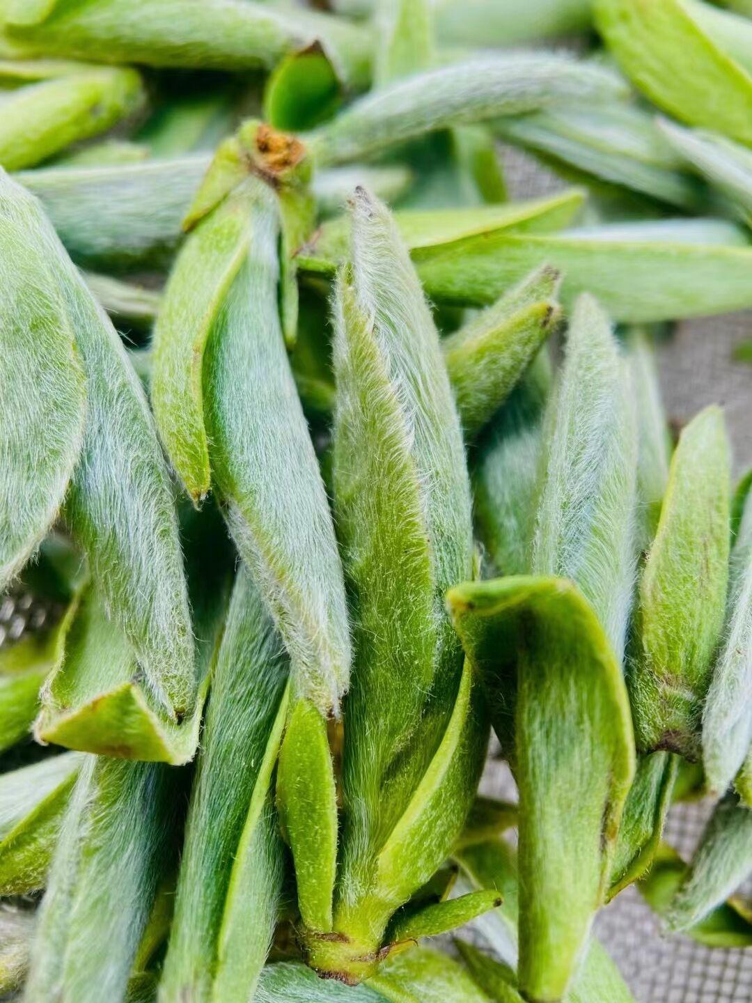 安吉白茶与白茶_白茶安吉_安吉白茶和白茶的区别