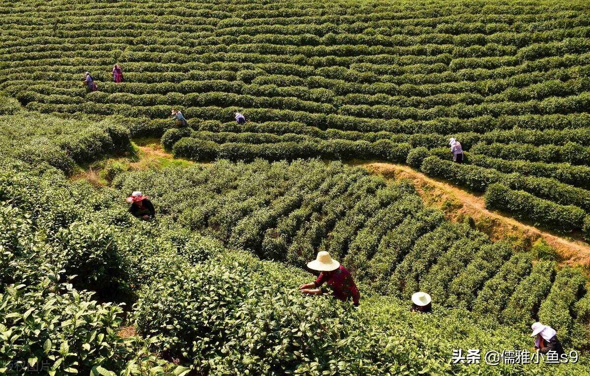 白茶安吉_安吉白茶和白茶的区别_安吉白茶的区别