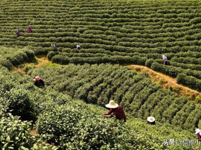 儒雅小鱼s9：安吉白茶和福鼎白茶有什么区别？