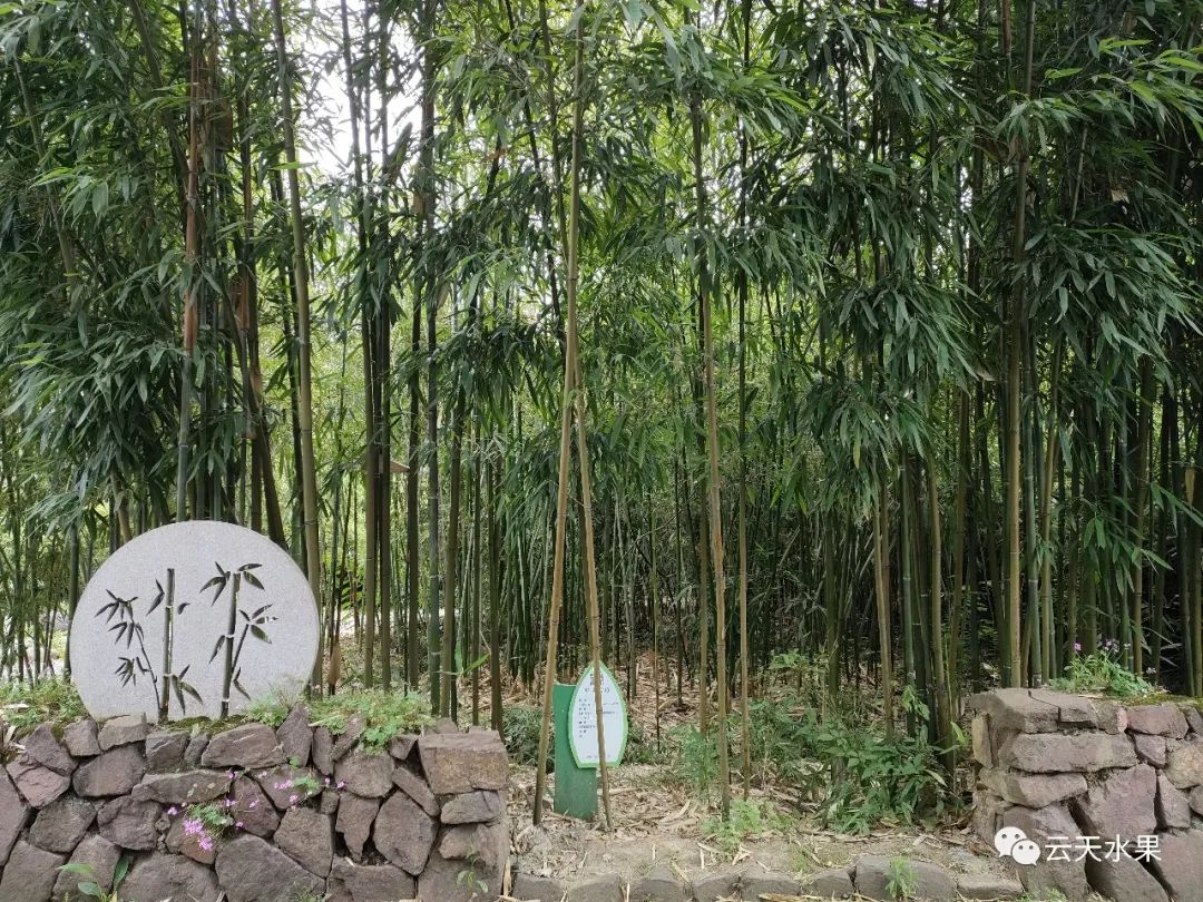 安吉百草园旅游攻略_安吉百草园景点介绍_安吉百草园景点介绍视频