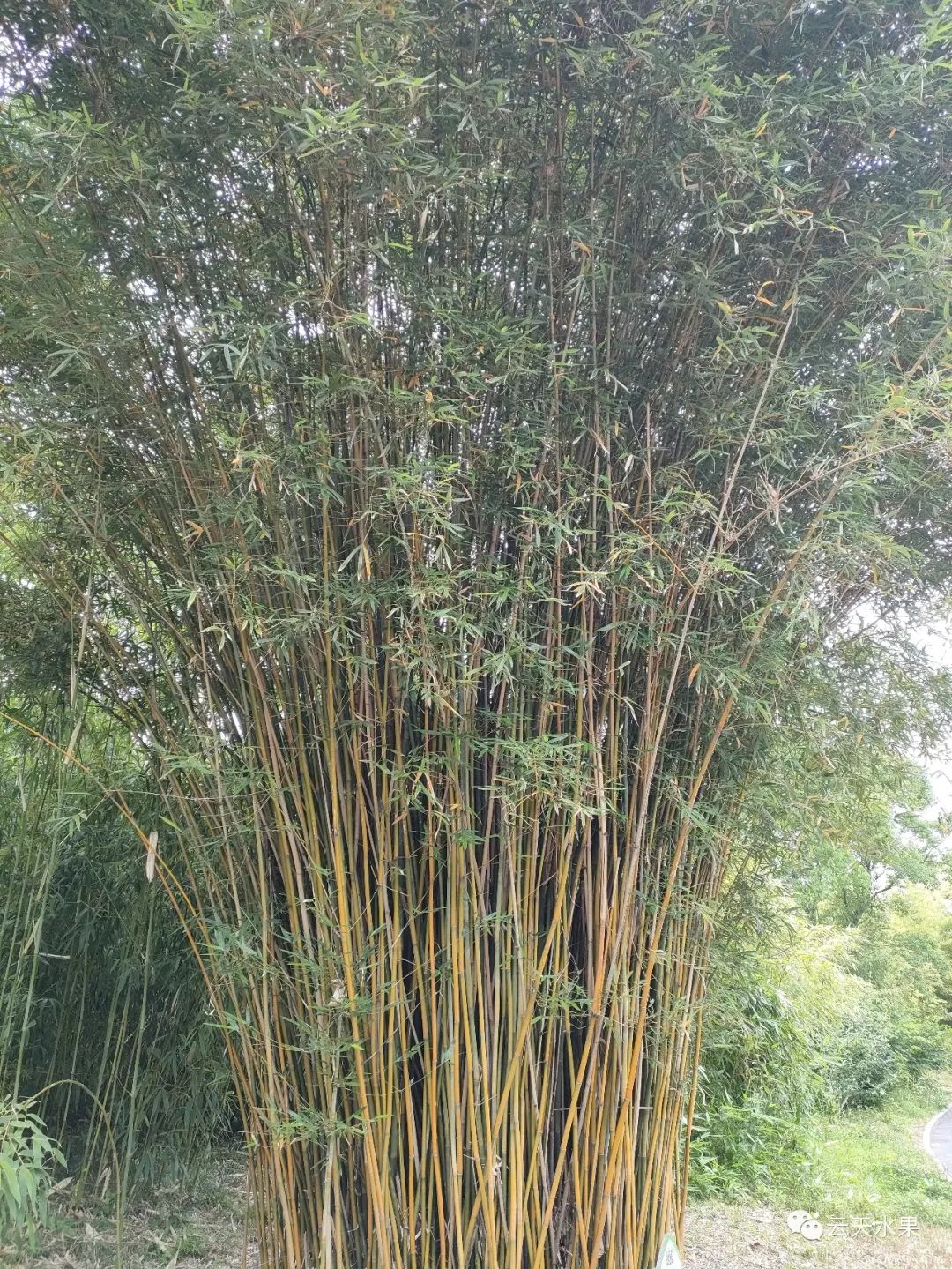 安吉百草园旅游攻略_安吉百草园景点介绍_安吉百草园景点介绍视频