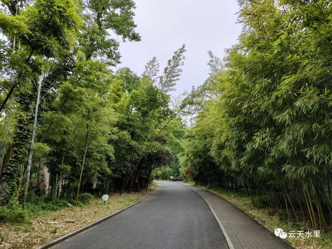 安吉百草园景点介绍_安吉百草园旅游攻略_安吉百草园景点介绍视频