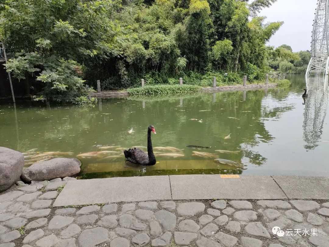 安吉百草园景点介绍视频_安吉百草园景点介绍_安吉百草园旅游攻略