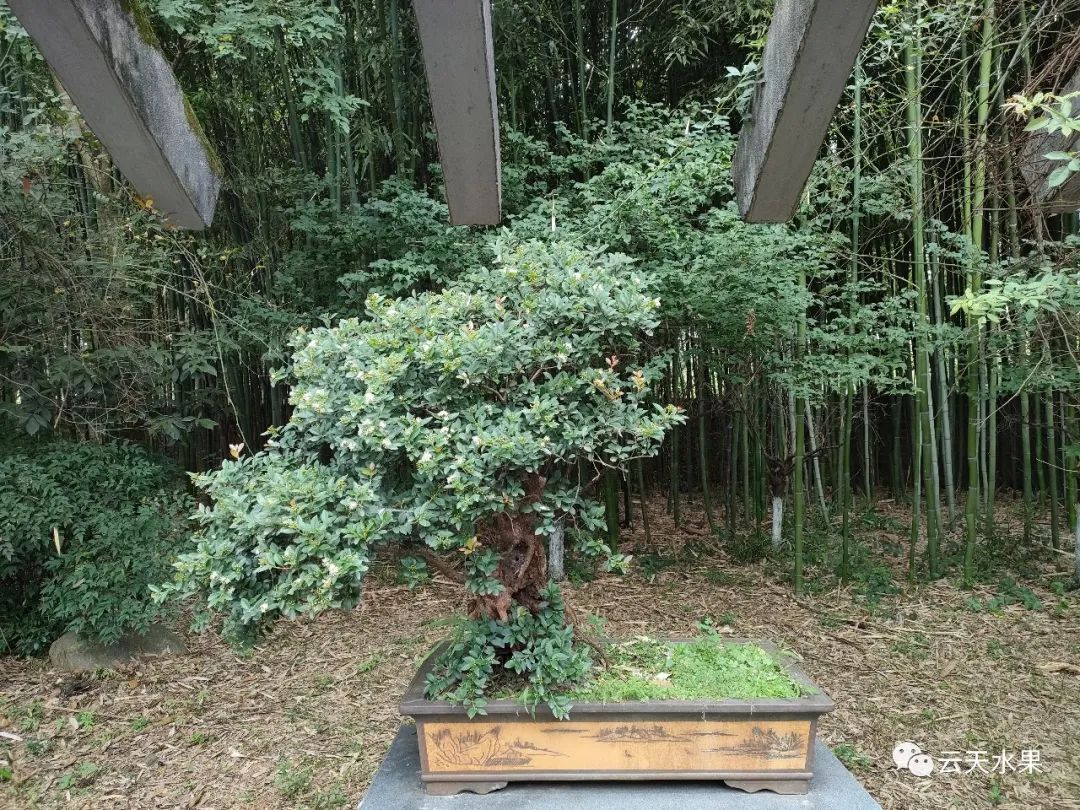 安吉百草园景点介绍视频_安吉百草园旅游攻略_安吉百草园景点介绍