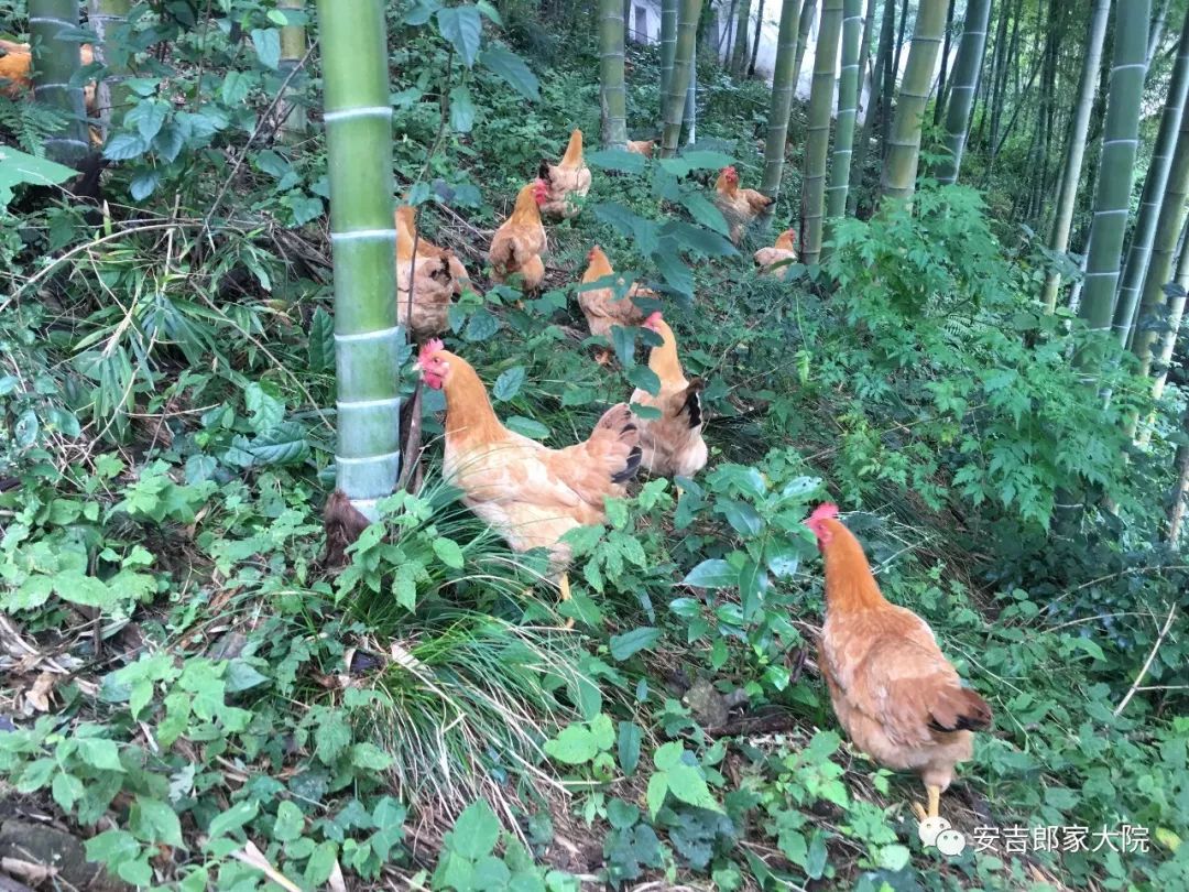 安吉天荒坪酒店_安吉天荒坪山顶度假酒店_安吉天荒坪旅游景区