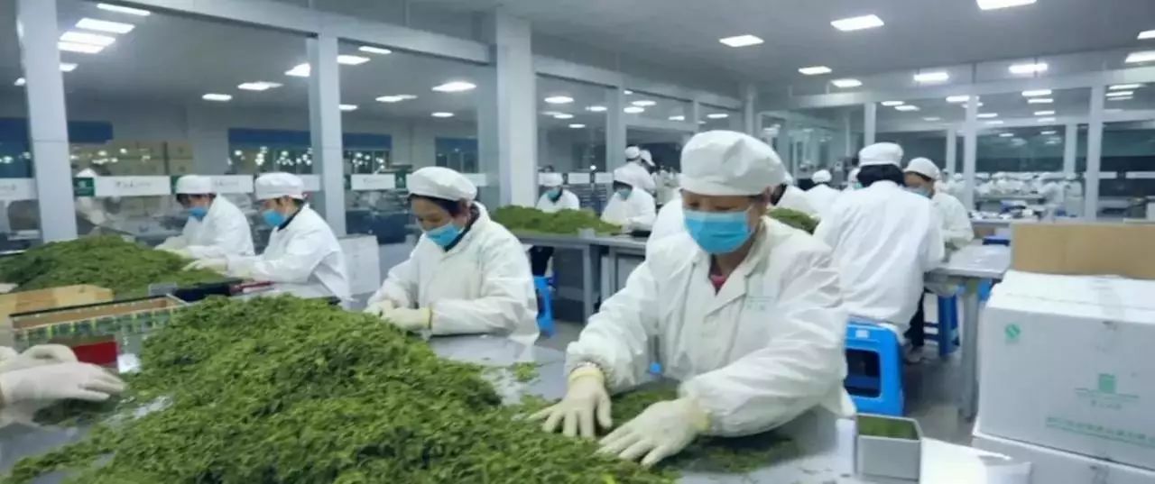 安吉白茶官方授权_安吉白茶旗舰店怎么样_安吉白茶旗舰店