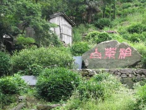 安吉白茶专卖店_安吉白茶旗舰店_安吉白茶旗舰店怎么样