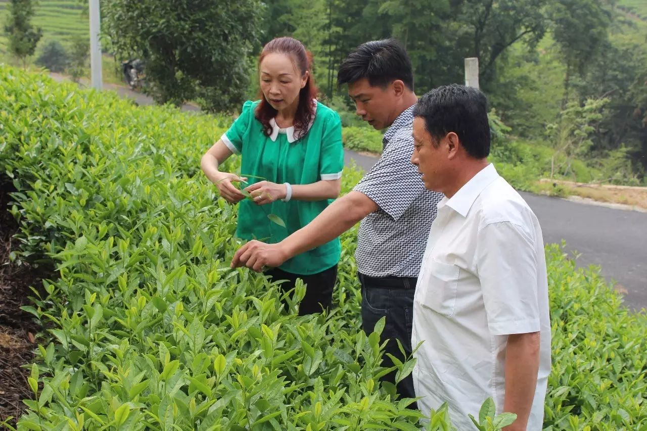 安吉白茶旗舰店_安吉白茶旗舰店怎么样_安吉白茶专卖店
