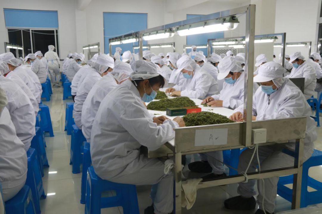 安吉宋茗白茶价格_宋茗牌安吉白茶官网_安吉白茶宋茗