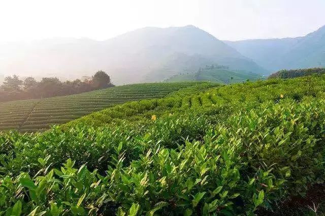 安吉美林度假酒店_安吉酒店美林大厦地址_安吉美林大酒店