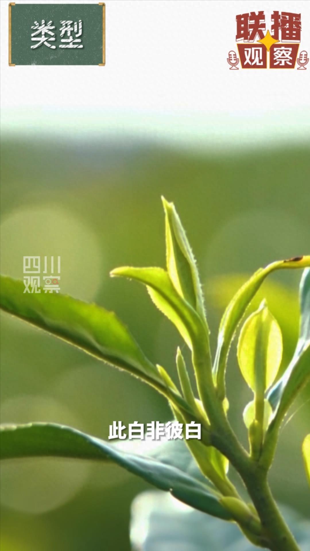 安吉白茶 白茶_白茶安吉和福鼎的区别_白茶安吉白茶的功效