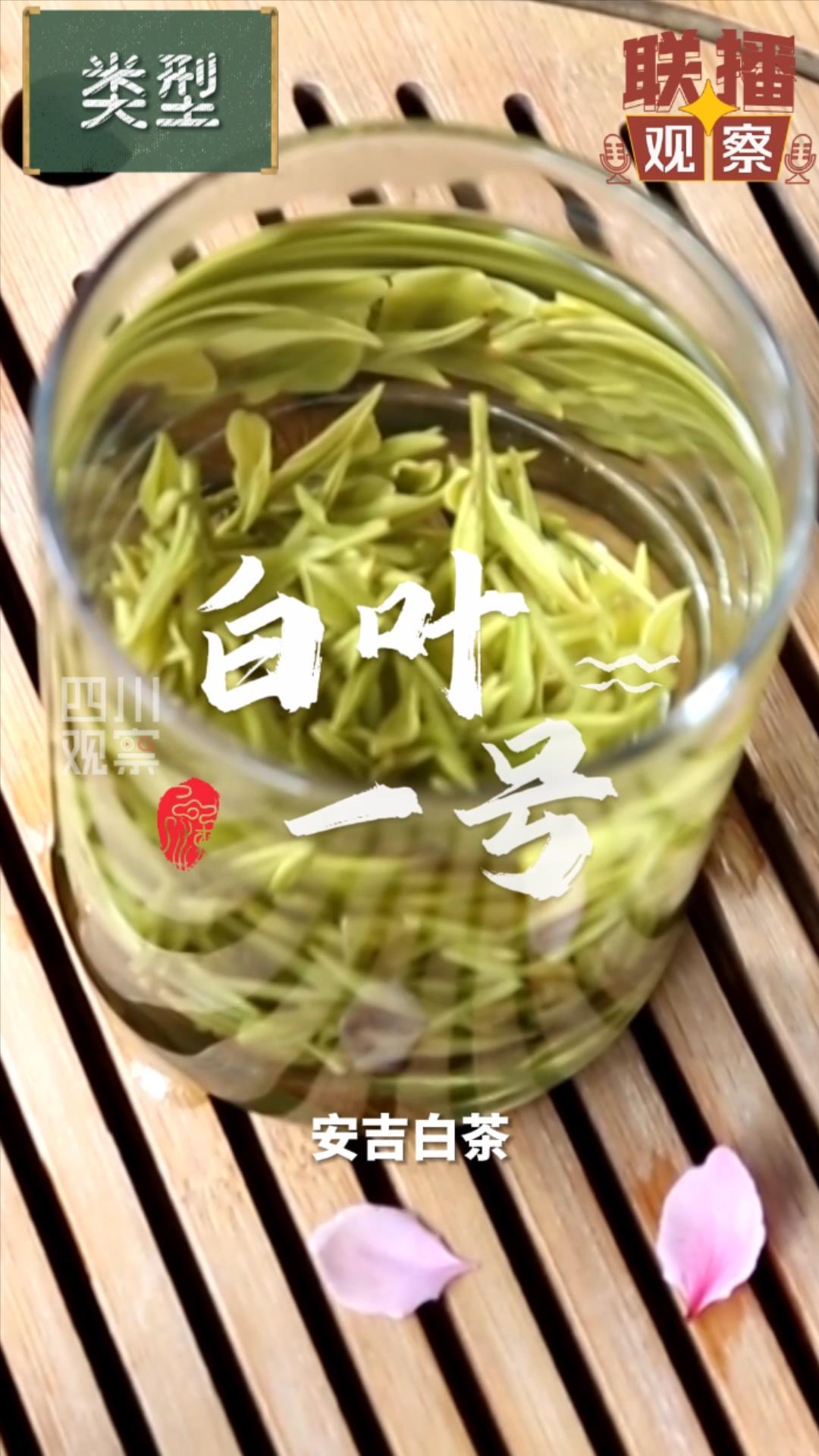 白茶安吉和福鼎的区别_白茶安吉白茶的功效_安吉白茶 白茶
