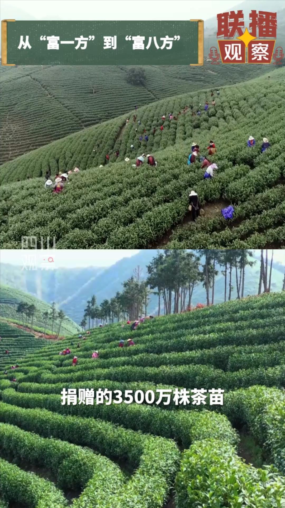 安吉白茶 白茶_白茶安吉白茶的功效_白茶安吉和福鼎的区别