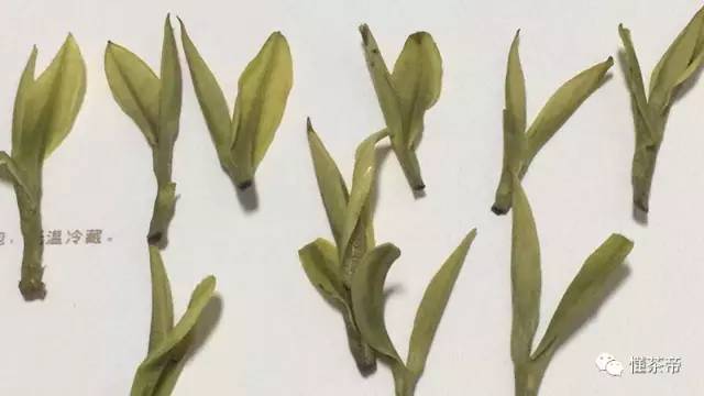 白茶安吉多少钱一斤_安吉白茶 白茶_白茶安吉特产多少钱一盒