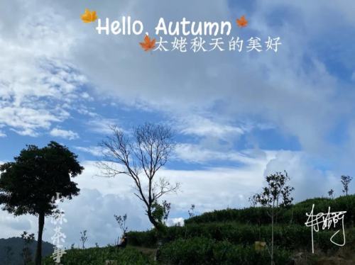 白茶安吉特产多少钱一盒_安吉白茶 白茶_白茶安吉特产礼盒装