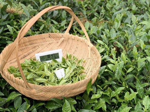 白茶安吉特产礼盒装_白茶安吉特产多少钱一盒_安吉白茶 白茶