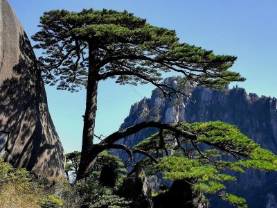 黄山迎客松：翡翠谷挂千百万年绝美之链