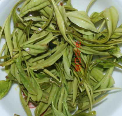 安吉工艺制作白茶怎么样_安吉白茶制作工艺_安吉白茶制作技艺