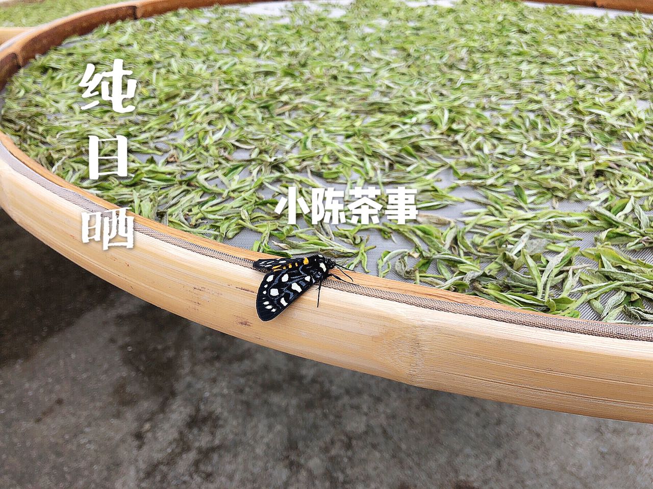 安吉白茶制作技艺_安吉工艺制作白茶怎么样_安吉白茶制作工艺