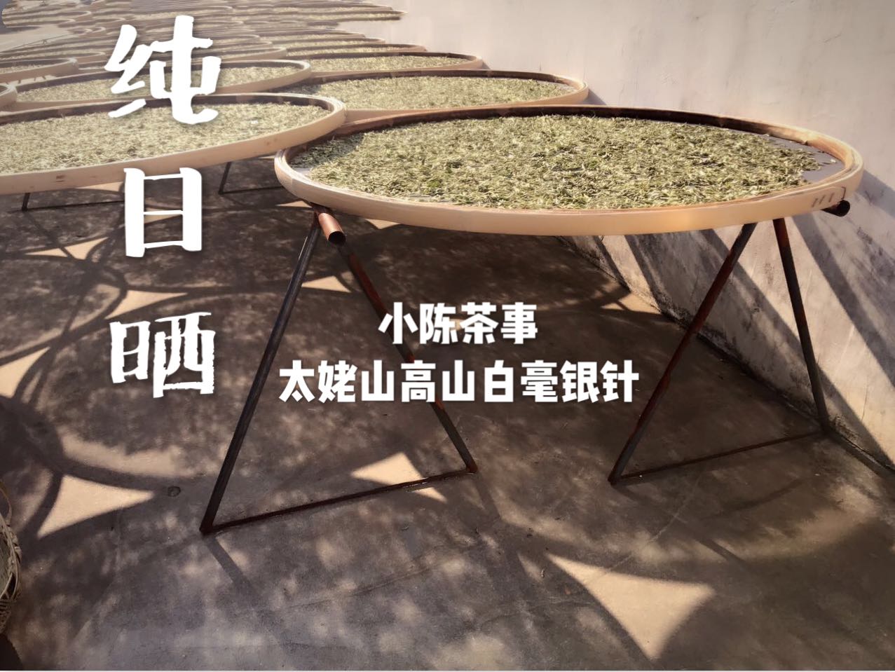 安吉白茶制作工艺_安吉白茶制作技艺_安吉工艺制作白茶怎么样
