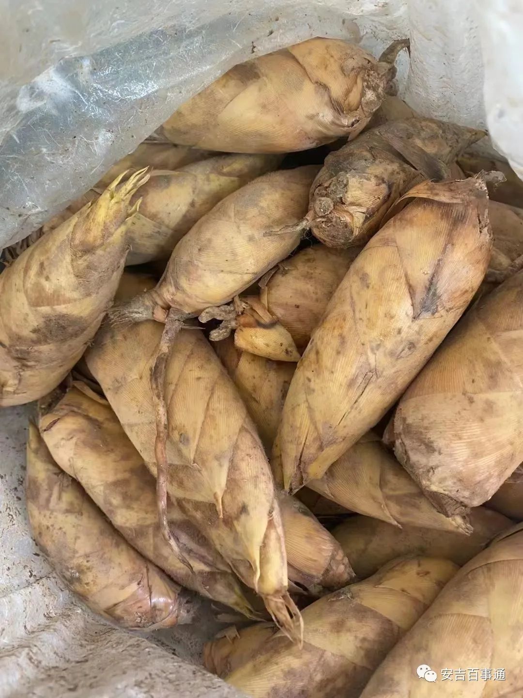 安吉房产网二手房出售_安吉二手房信息_安吉房价二手房