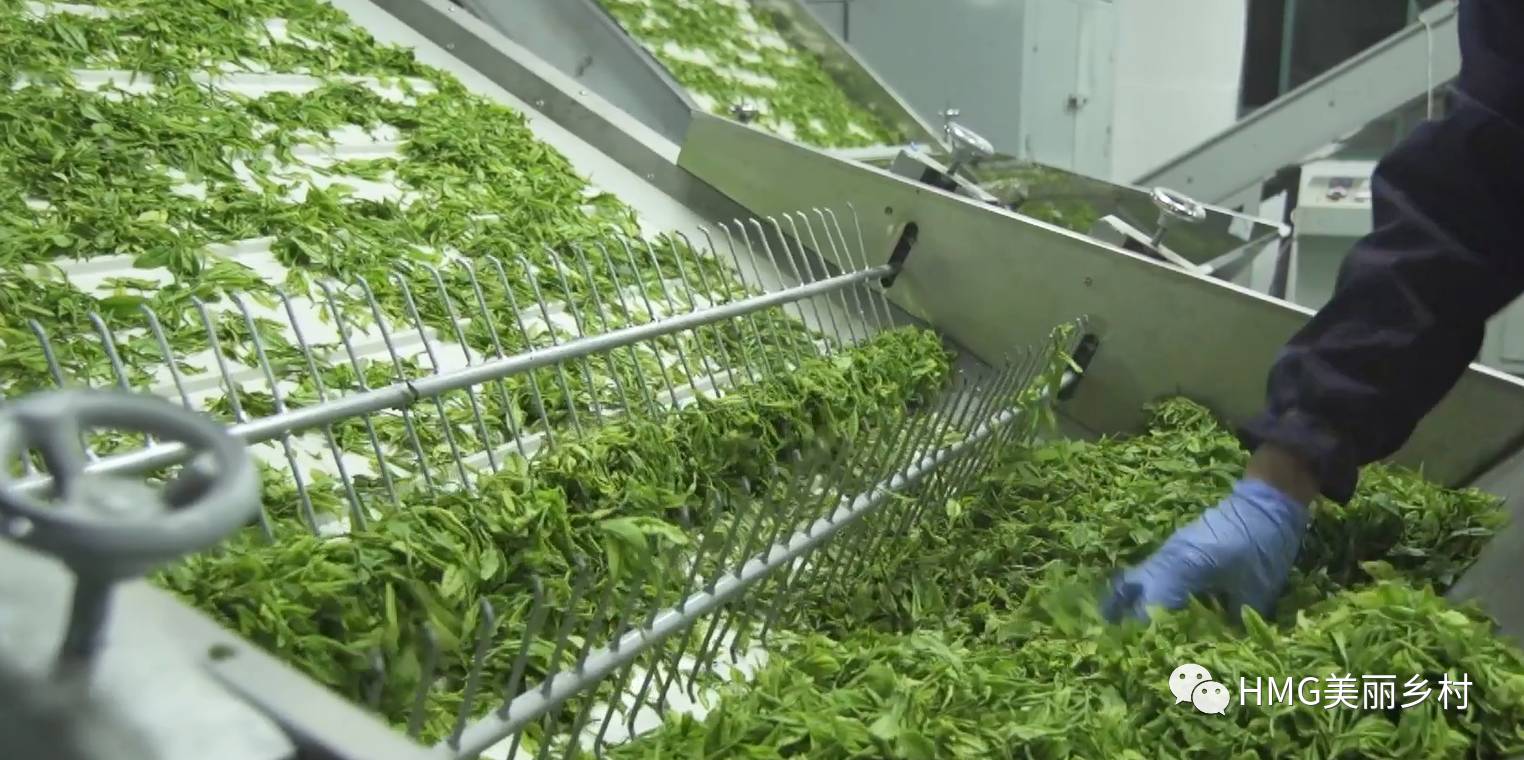 安吉吧自动茶叶机_安吉茶叶机器生产厂家_安吉白茶的制茶机