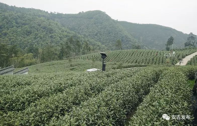 安吉白茶一般的价格表_安吉白茶1280元礼盒_安吉白茶价格表盒装
