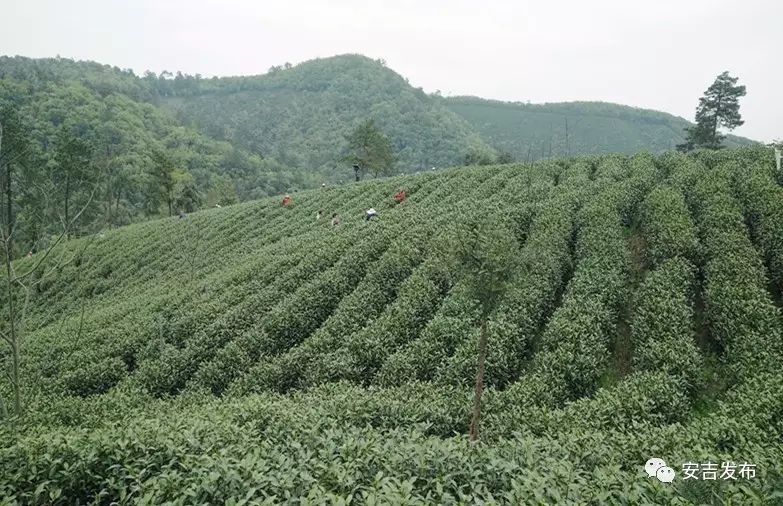 安吉白茶1280元礼盒_安吉白茶价格表盒装_安吉白茶一般的价格表