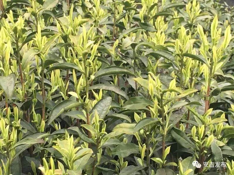 安吉白茶1280元礼盒_安吉白茶价格表盒装_安吉白茶一般的价格表