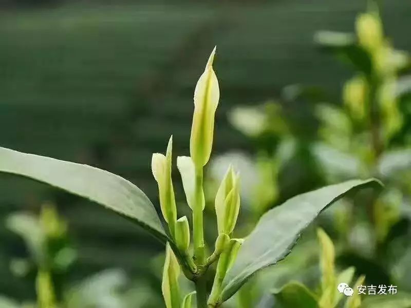 安吉白茶一般的价格表_安吉白茶1280元礼盒_安吉白茶价格表盒装